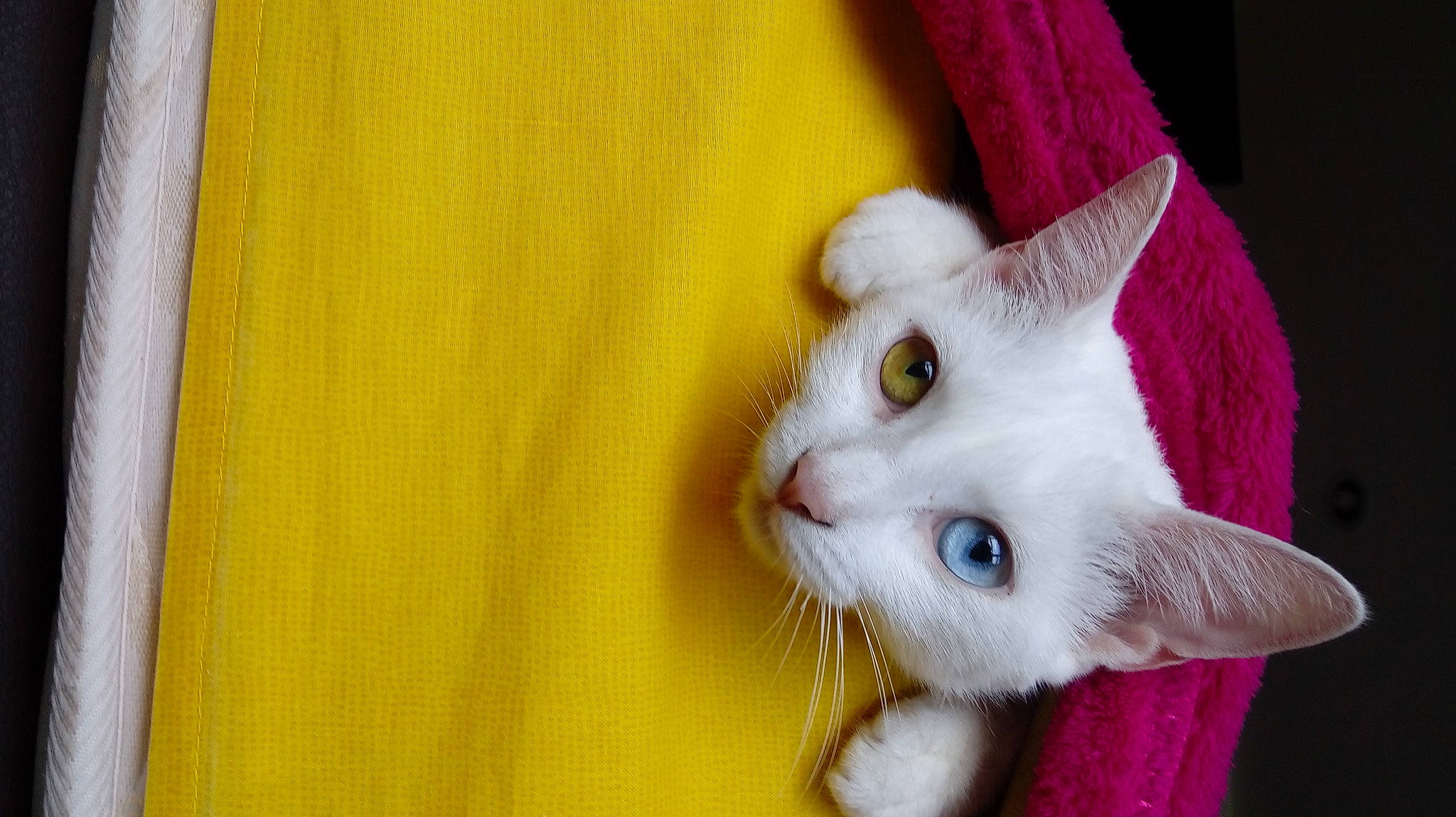 Agatha is registered to the contest to win money with this photo: carnivore, cat, claw, collar, domestic_short_haired_cat, ear, eye, eyelash, fawn, felidae, fur, hardwood, magenta, paw, small_to_medium_sized_cats, snout, tail, whiskers, wood