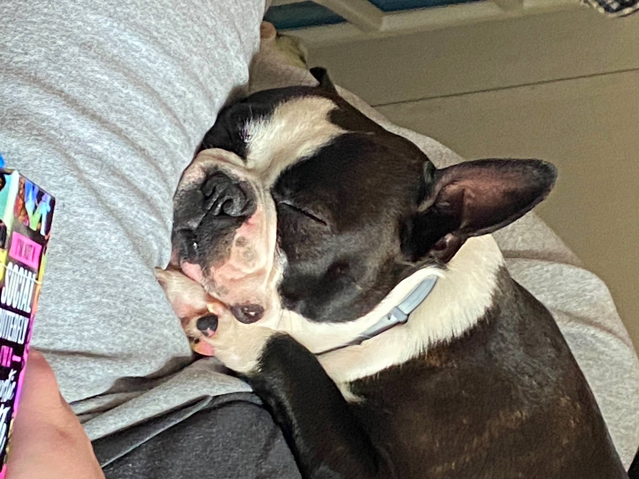Stu is registered to the contest to win money with this photo: auto_part, boston_terrier, bulldog, canidae, carnivore, collar, comfort, companion_dog, couch, dog, dog_breed, ear, fawn, linens, non_sporting_group, snout, sporting_group, toy_dog, whiskers, working_animal