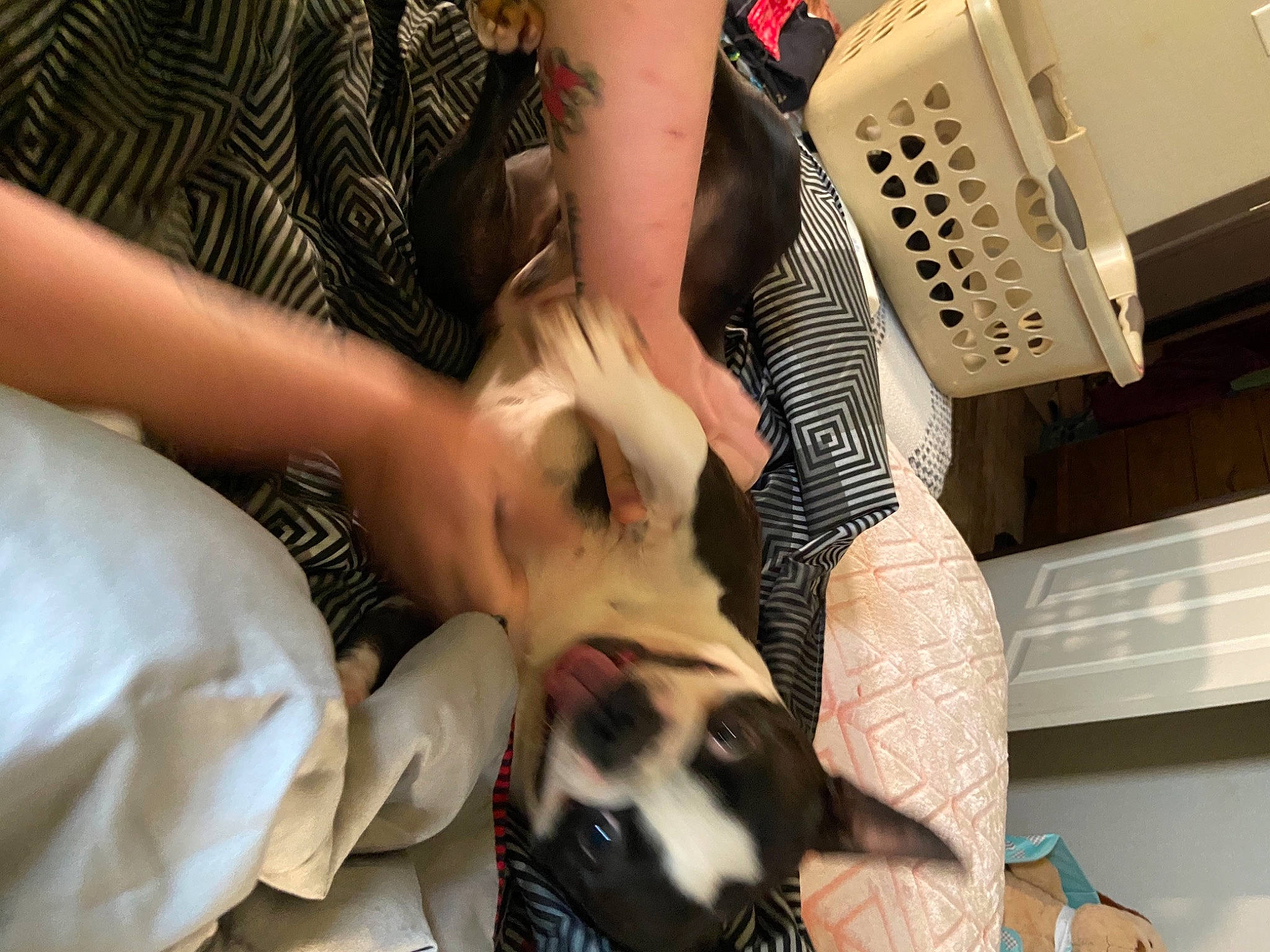 Stu joined the competition — help win amazing prizes! audio_equipment, carnivore, comfort, companion_dog, corded_phone, dog, dog_breed, fawn, felidae, fur, gesture, human_leg, nail, office_equipment, small_to_medium_sized_cats, snout, telephone, telephony, whiskers, wrist