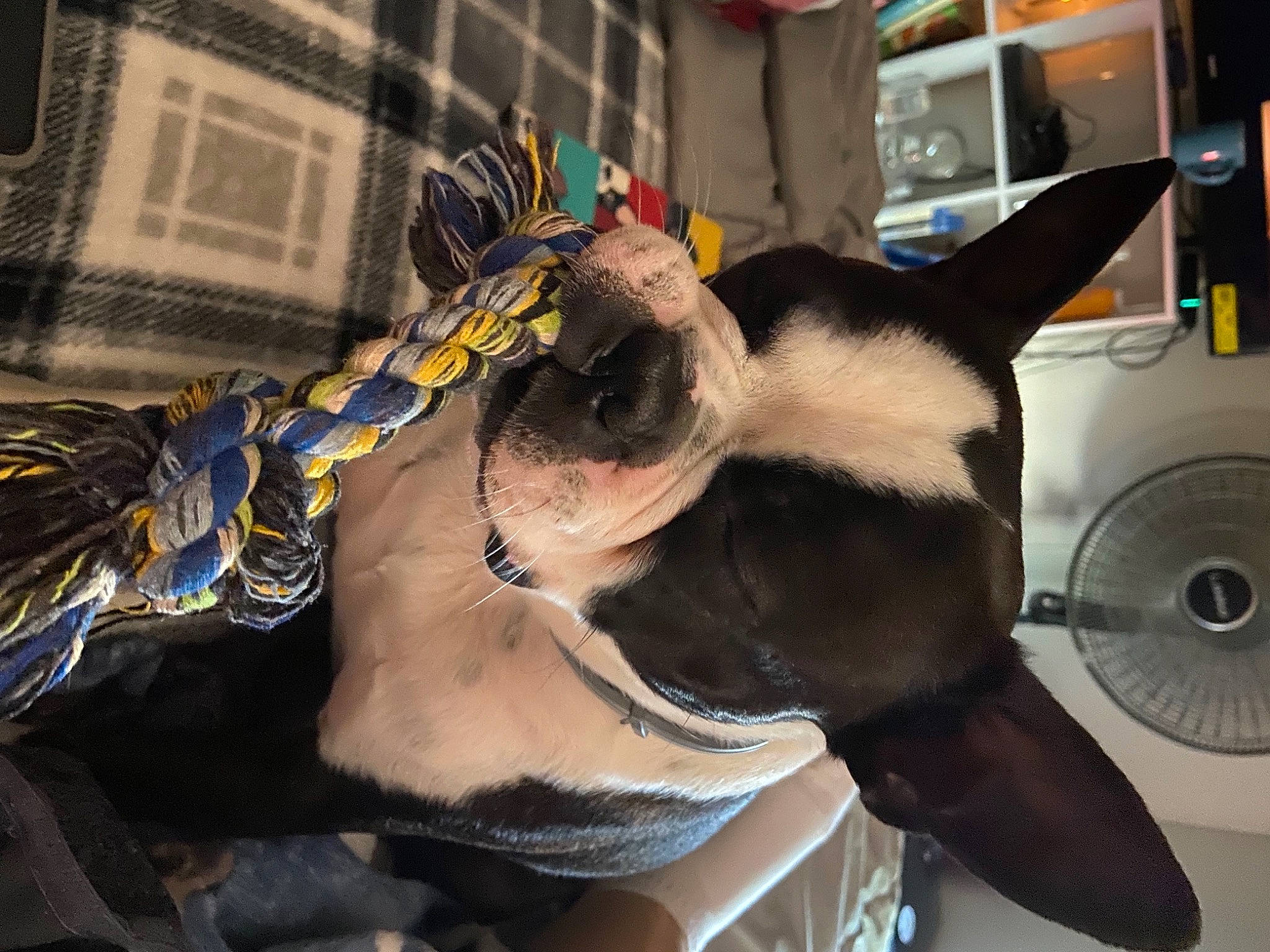 Stu joined the competition — help win amazing prizes! carnivore, companion_dog, dog_breed, elbow, eyewear, fashion_accessory, fawn, felidae, fur, gesture, human_body, human_leg, jaw, mechanical_fan, personal_protective_equipment, sunglasses, temporary_tattoo, whiskers, working_animal, wrist