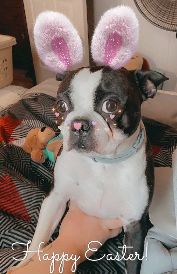 Stu joined the competition — help win amazing prizes! canidae, carnivore, collar, comfort, companion_dog, dog, dog_breed, ear, eye, fawn, fur, head, organ, pink, plant, snout, sporting_group, toy_dog, whiskers, working_animal