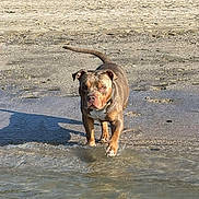 Goku a rejoint le concours — aidez-le/la à gagner de superbes lots ! animal, beach, brown_dog, calm, canine, daylight, dog, greenery, nature, outdoor, person_in_background, riverbank, sand, shadow, shore, standing, sunlight, walking, water, wet_paws