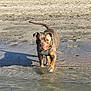 animal, beach, brown_dog, calm, canine, daylight, dog, greenery, nature, outdoor, person_in_background, riverbank, sand, shadow, shore, standing, sunlight, walking, water, wet_paws
