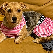 Kaylan Parker joined the competition — help win amazing prizes! dog, pet, animal, couch, furniture, clothing, pink_dress, striped, brown, fur, ears, black_nose, eyes, laying_down, indoor, cozy, yellow_block, fabric, relaxed, cute