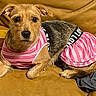 dog, pet, animal, couch, furniture, clothing, pink_dress, striped, brown, fur, ears, black_nose, eyes, laying_down, indoor, cozy, yellow_block, fabric, relaxed, cute