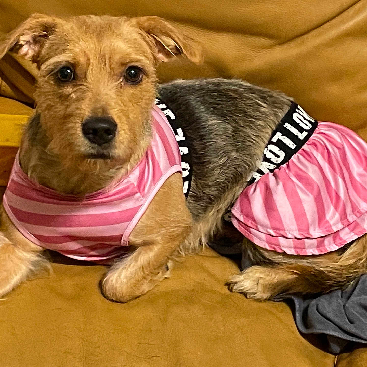 Kaylan Parker joined the competition — help win amazing prizes! dog, pet, animal, couch, furniture, clothing, pink_dress, striped, brown, fur, ears, black_nose, eyes, laying_down, indoor, cozy, yellow_block, fabric, relaxed, cute