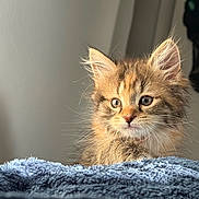 Luna is registered to the contest to win money with this photo: kitten, cat, feline, fluffy, fur, whiskers, blue_blanket, indoor, pet, young_cat, soft_light, portrait, animal, cute, domestic_cat, closeup, furry, resting, cozy, curious