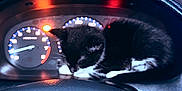 Niña is registered to the contest to win money with this photo: kitten, cat, dashboard, steering_wheel, car_interior, instrument_panel, black_and_white, sleeping, animal, pet, closeup, night, vehicle, leather, cute, cozy, resting, small, feline, indoors