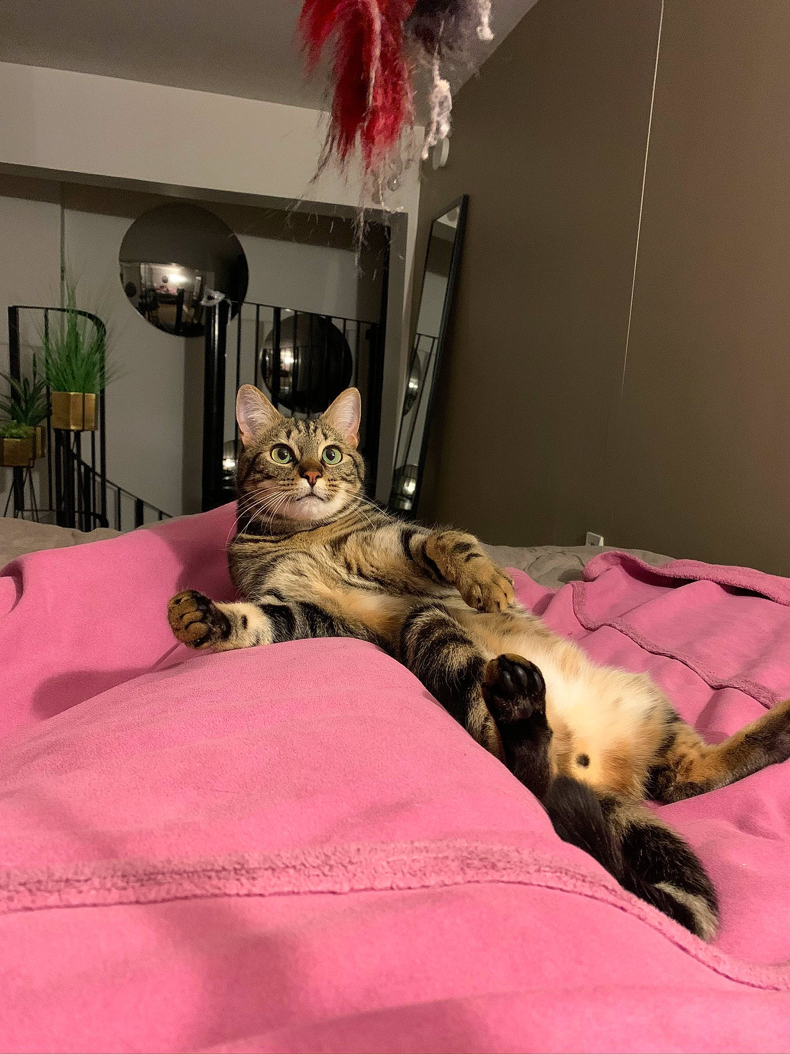 Oreo a rejoint le concours — aidez-le/la à gagner de superbes lots ! bed, carnivore, cat, chair, comfort, fawn, felidae, floor, flooring, furniture, grey, interior_design, mammal, pink, plant, small_to_medium_sized_cats, table, textile, vertebrate, whiskers