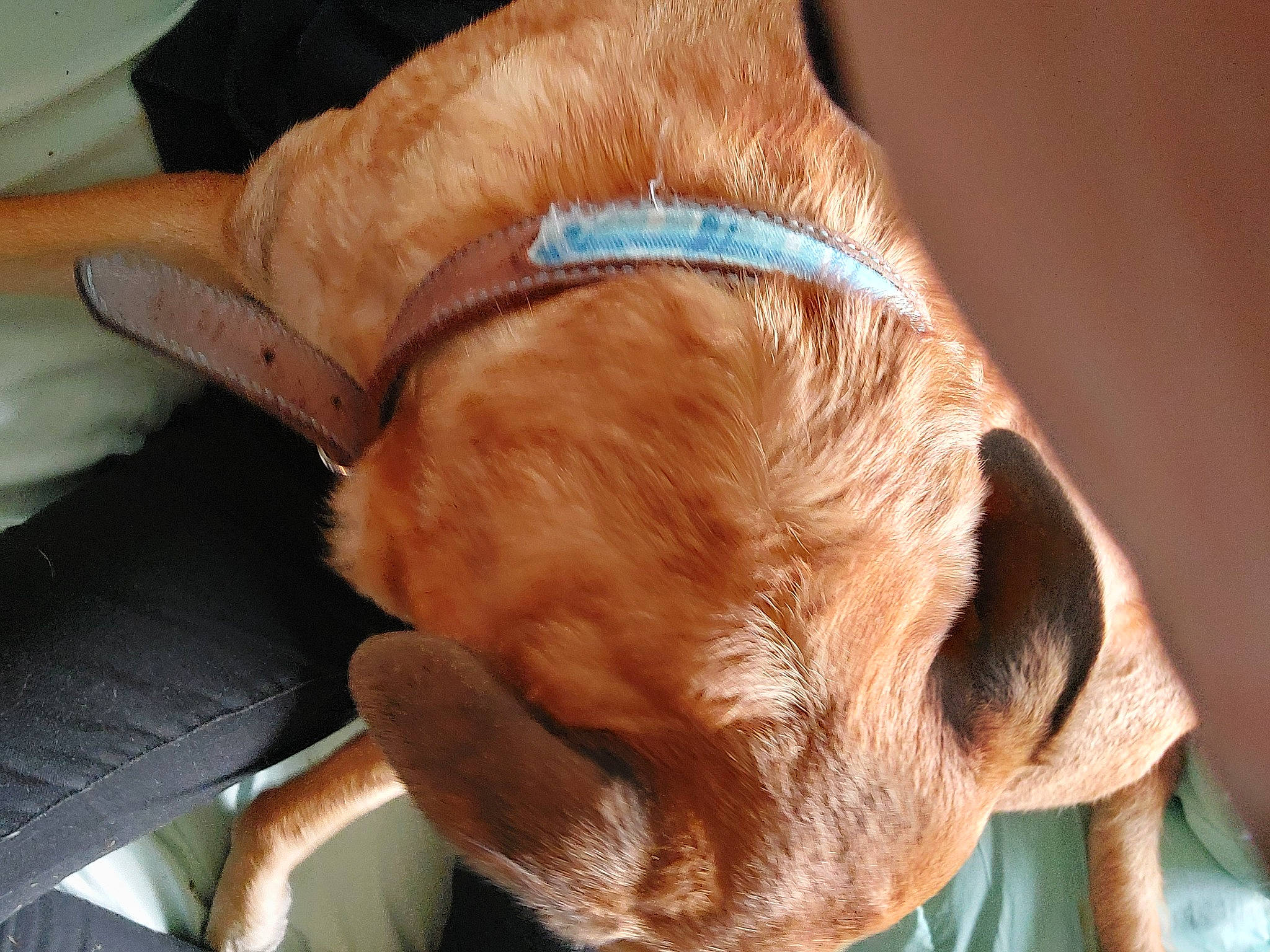 Spud joined the competition — help win amazing prizes! canidae, carnivore, collar, comfort, companion_dog, dog, dog_breed, dog_collar, ear, fashion_accessory, fawn, fur, human_leg, liver, snout, sporting_group, whiskers, working_animal, wrinkle, wrist