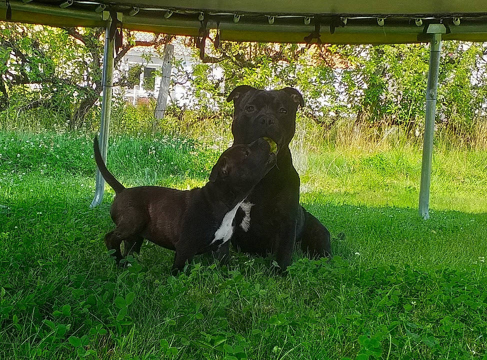 Rafal participe au concours pour gagner de l'argent avec cette photo : canidae, carnivore, companion_dog, dog, dog_breed, fawn, grass, grassland, lawn, mammal, plant, shade, sporting_group, tail, terrestrial_animal, tints_and_shades, tree, vertebrate, window, working_animal