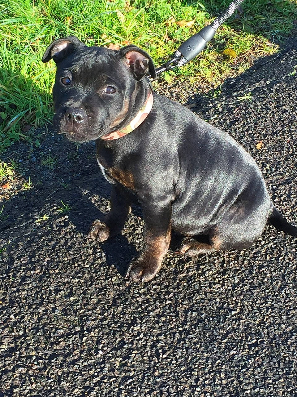 Rafal participe au concours pour gagner de l'argent avec cette photo : asphalt, canidae, carnivore, collar, companion_dog, dog, dog_breed, fawn, flower, grass, guard_dog, plant, road_surface, soil, tail, terrestrial_animal, toy_dog, whiskers, working_animal, working_dog