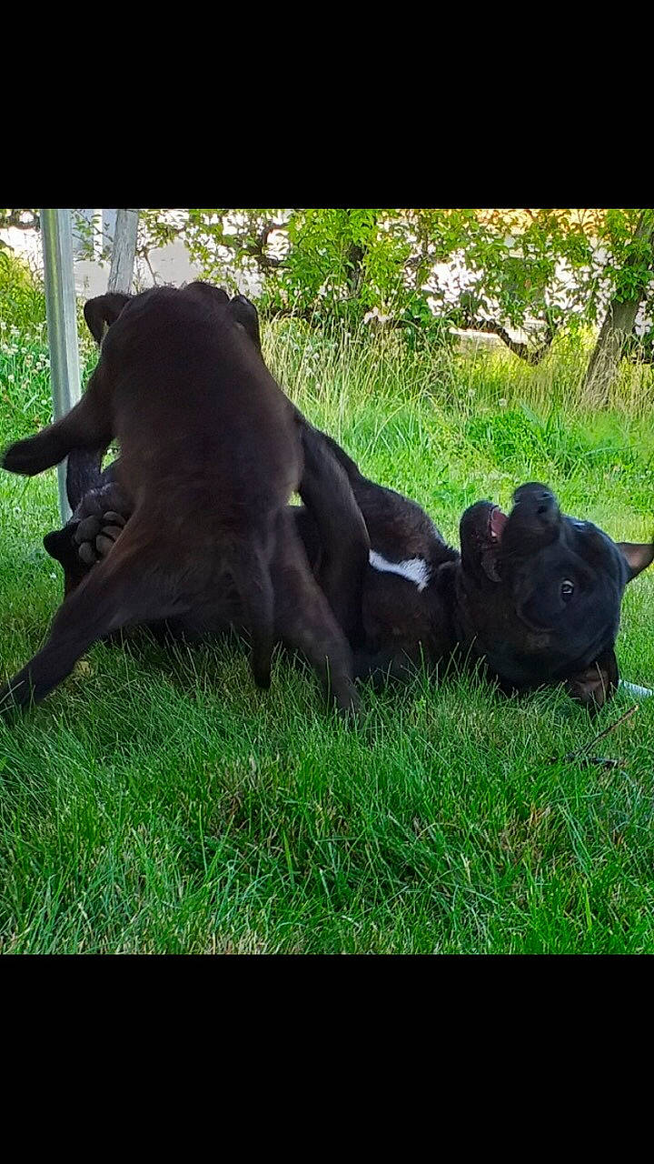 Rafal a rejoint le concours — aidez-le/la à gagner de superbes lots ! bovine, comfort, companion_dog, dog, dog_breed, fawn, fur, grass, grassland, grazing, human_leg, liver, livestock, plant, snout, tail, terrestrial_animal, tints_and_shades, tree, working_animal