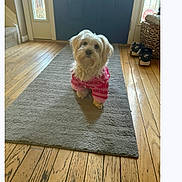 Lily joined the competition — help win amazing prizes! animal, basket, cozy, curious, cute, dog, door, fluffy, footwear, holiday, home, indoor, looking_up, natural_light, pet, pink_sweater, portrait, rug, small_dog, wood_floor