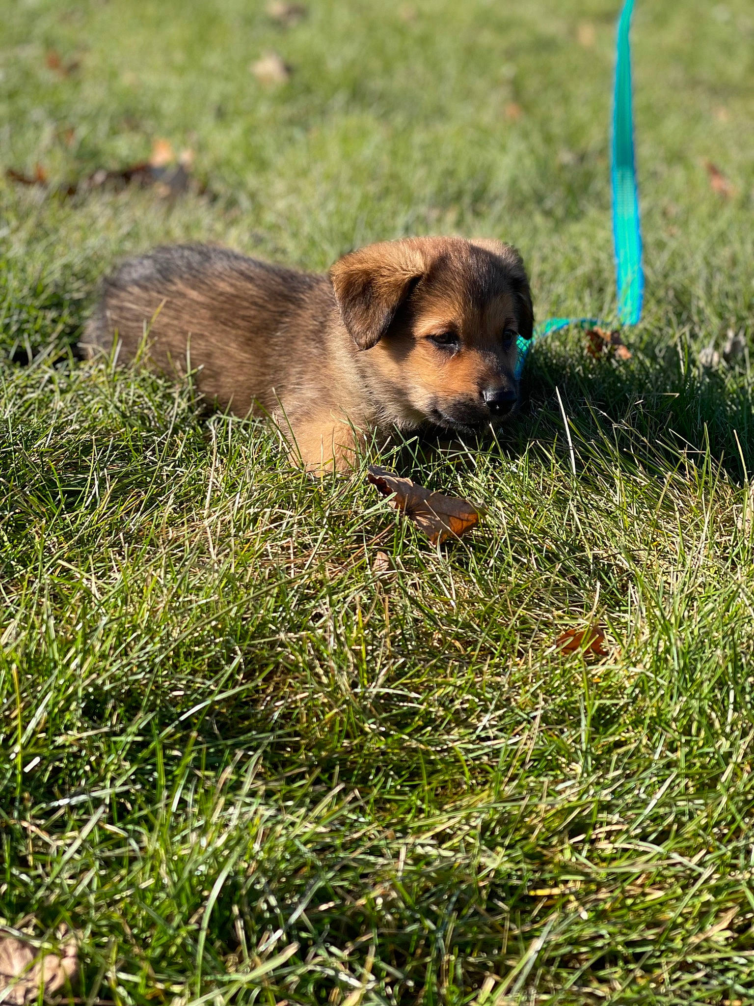 Bud is registered to the contest to win money with this photo: canidae, carnivore, companion_dog, dog, dog_breed, fawn, grass, grass_family, grassland, hoary_marmot, liver, mustelidae, prairie, snout, sporting_group, tail, terrestrial_animal, terrier, wildlife, working_animal