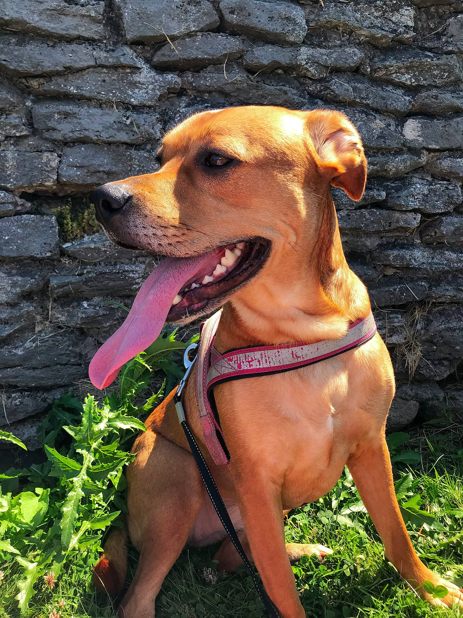Karma joined the competition — help win amazing prizes! canidae, carnivore, collar, companion_dog, dog, dog_breed, dog_collar, dog_supply, fawn, grass, guard_dog, hound, leash, liver, pet_supply, plant, snout, sporting_group, whiskers, working_animal
