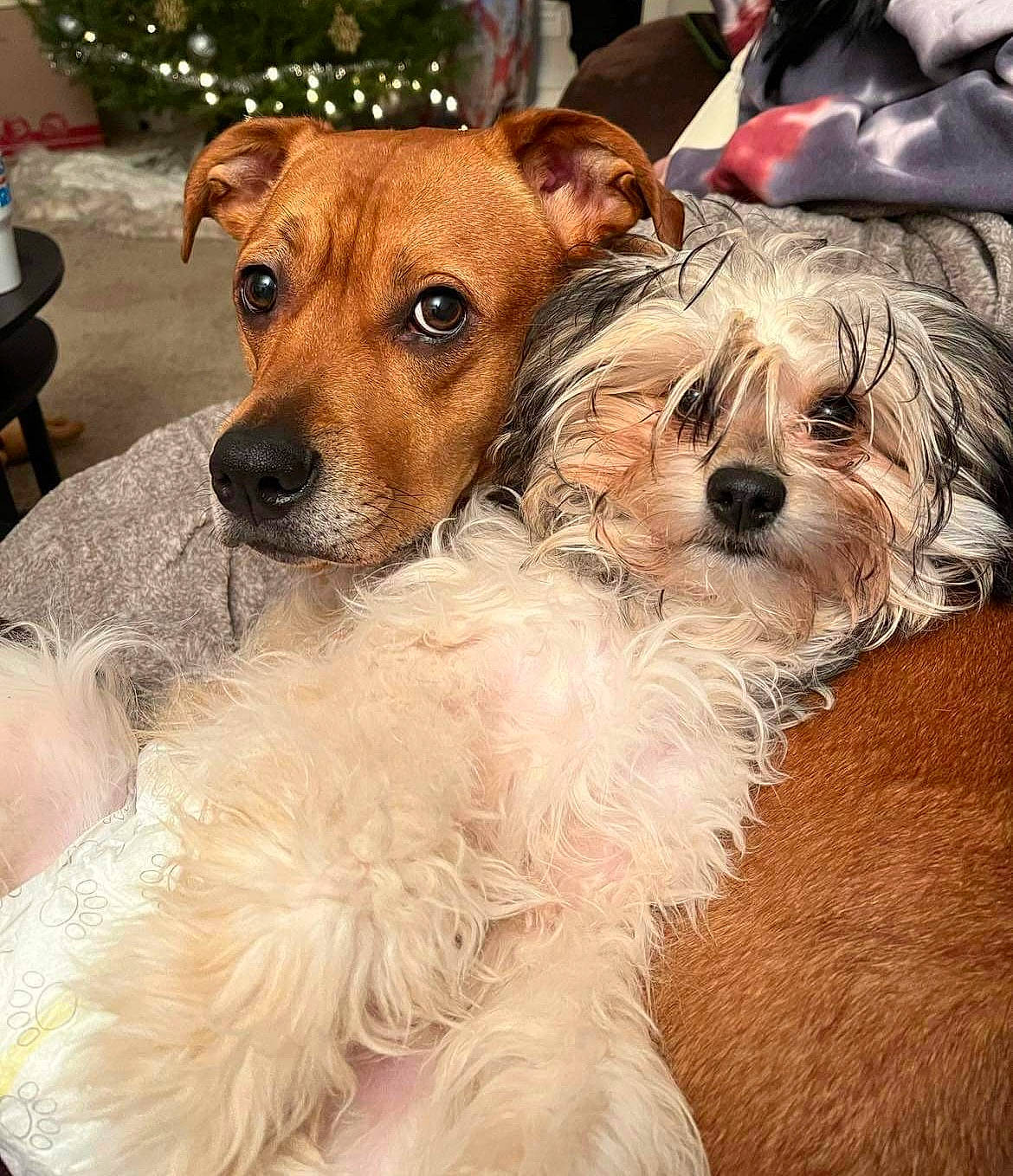 Karma joined the competition — help win amazing prizes! canidae, carnivore, collar, companion_dog, dog, dog_breed, dog_collar, dog_supply, eyewear, fawn, fur, hat, pet_supply, small_terrier, snout, sporting_group, sunglasses, terrier, toy_dog, working_animal