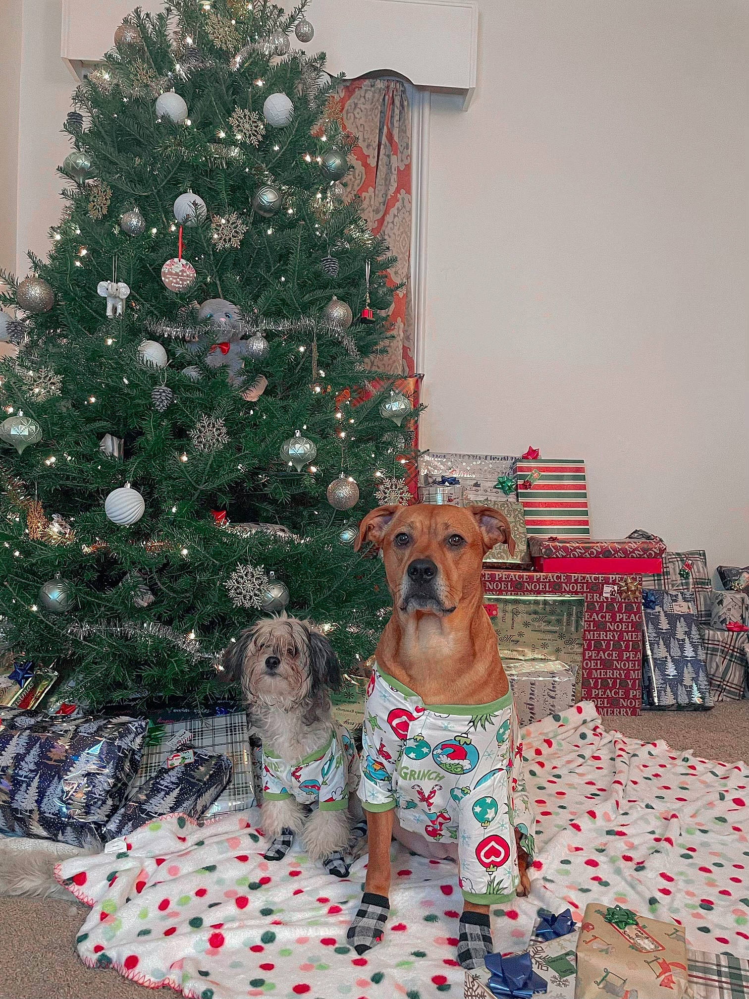 Karma is registered to the contest to win money with this photo: carnivore, christmas, christmas_decoration, christmas_ornament, christmas_tree, decoration, dog, event, evergreen, fawn, holiday_ornament, interior_design, larch, living_room, mammal, ornament, plant, toy, tree, wood