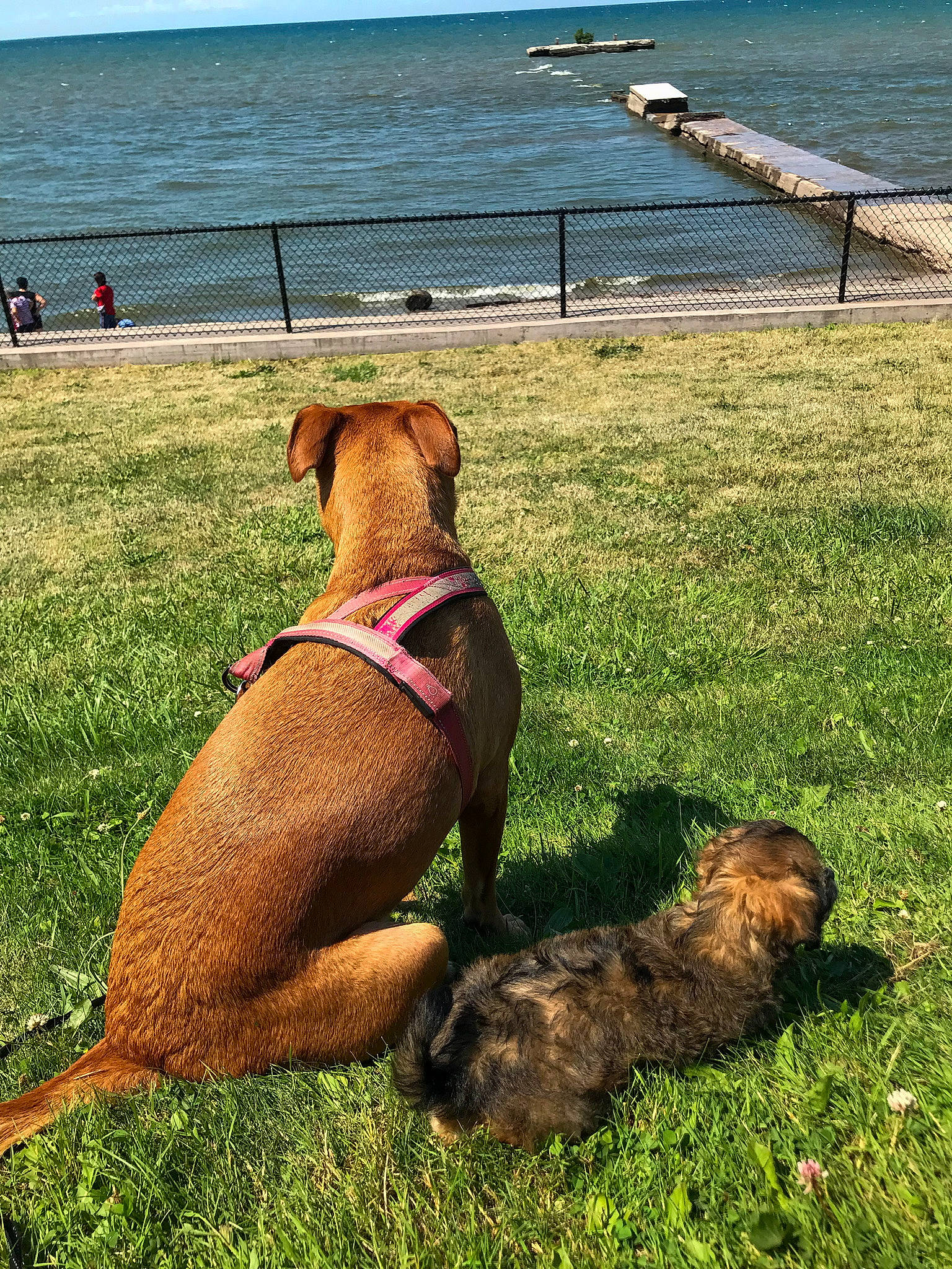 Kora joined the competition — help win amazing prizes! canidae, carnivore, collar, companion_dog, dog, dog_breed, dog_collar, fawn, grass, grassland, landscape, leash, mammal, pet_supply, sky, sporting_group, summer, vertebrate, water, working_animal