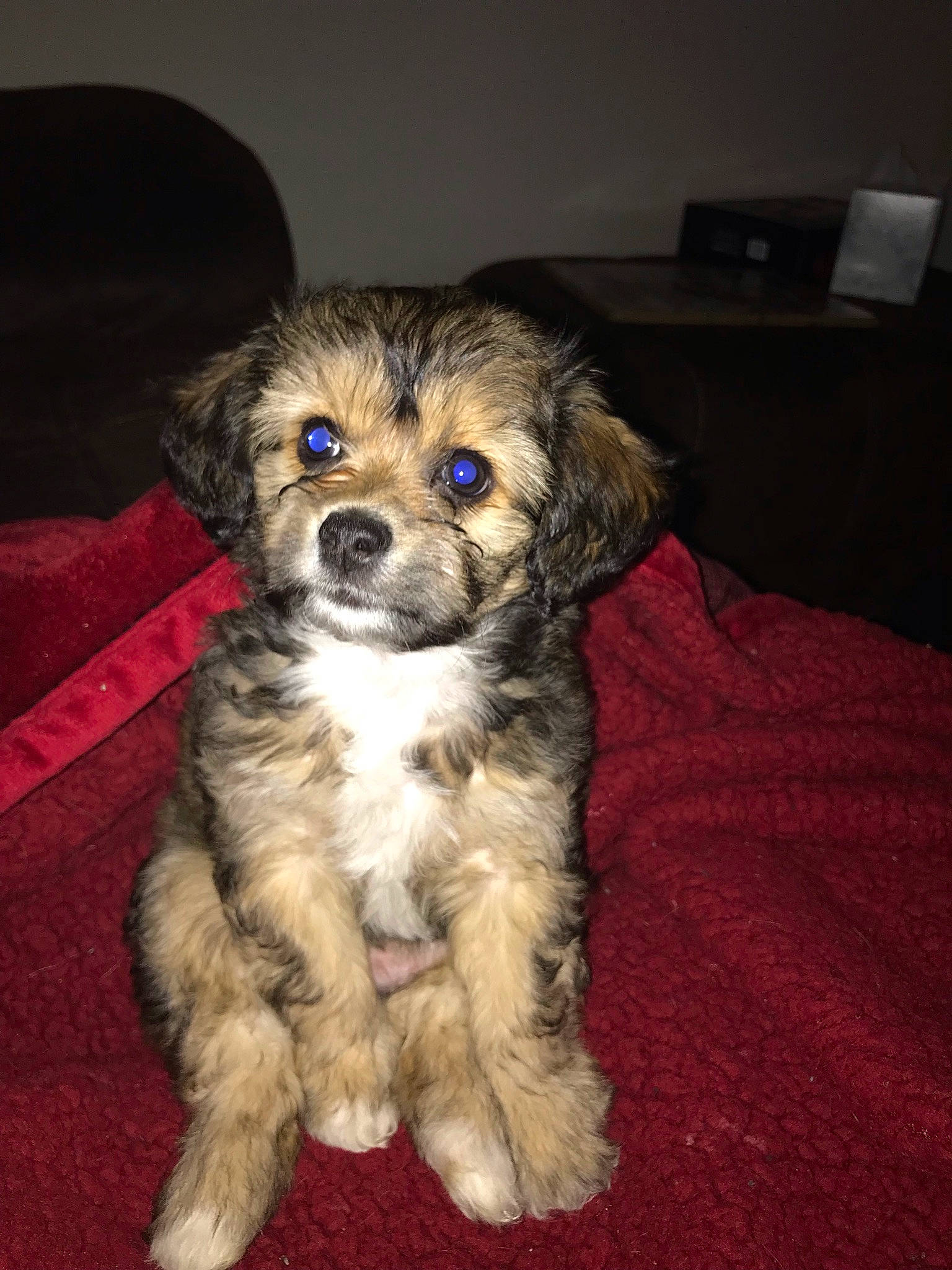 Kora is registered to the contest to win money with this photo: canidae, carnivore, companion_dog, dog, dog_breed, fawn, fur, liver, maltepoo, non_sporting_group, puppy_love, small_terrier, snout, sporting_group, terrestrial_animal, terrier, toy_dog, whiskers, working_animal, yorkipoo