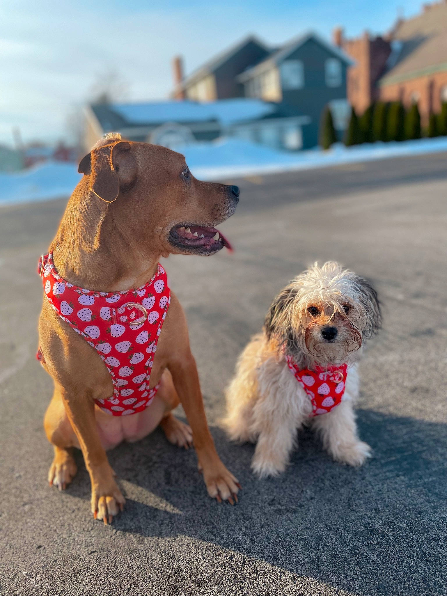 Kora is registered to the contest to win money with this photo: carnivore, collar, companion_dog, dog, dog_breed, dog_clothes, dog_collar, dog_supply, fawn, leash, mammal, sky, small_terrier, snout, sporting_group, terrier, toy_dog, vertebrate, water_dog, working_animal