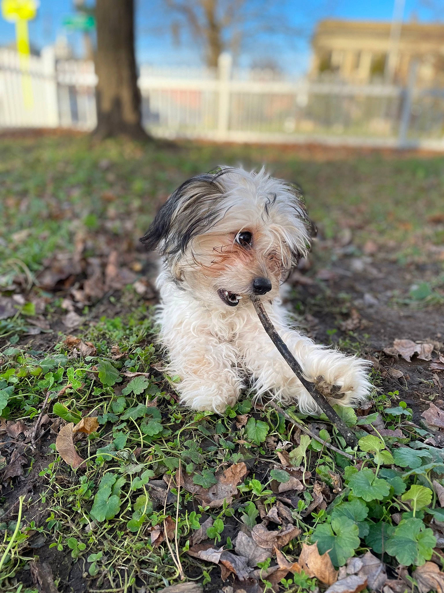 Kora is registered to the contest to win money with this photo: canidae, carnivore, cockapoo, companion_dog, dog, dog_breed, grass, maltepoo, plant, poodle_crossbreed, sapsali, sky, small_terrier, soil, sporting_group, terrier, toy_dog, tree, water_dog, working_animal