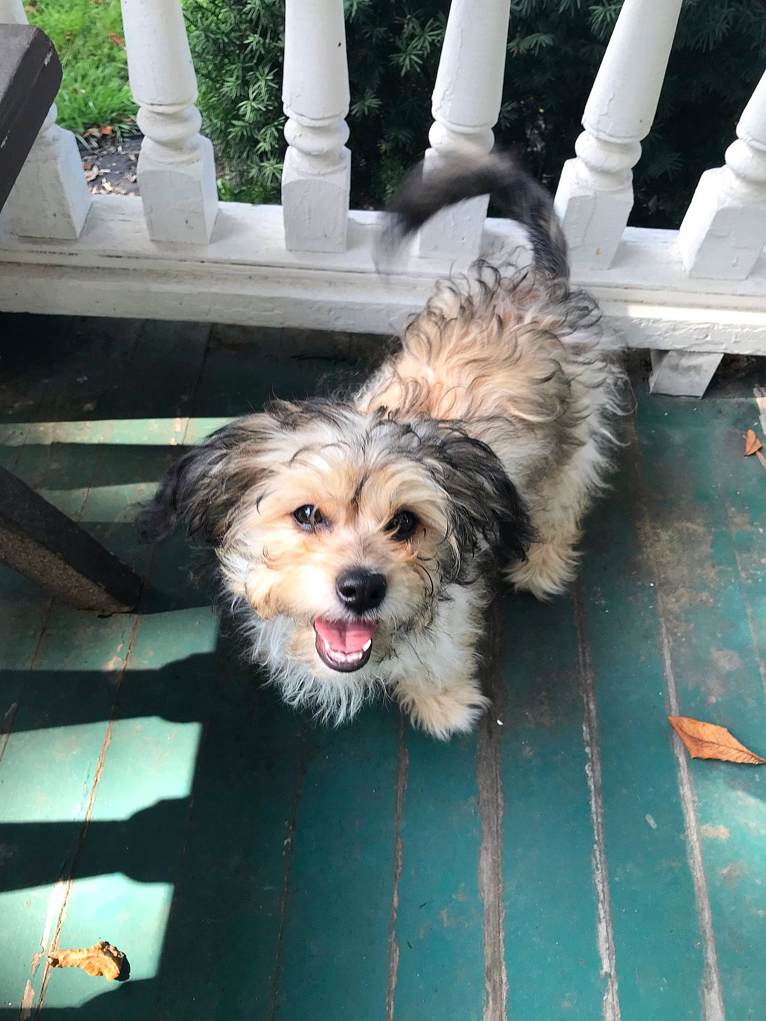 Kora is registered to the contest to win money with this photo: australian_silky_terrier, australian_terrier, carnivore, catalan_sheepdog, cockapoo, companion_dog, dog, dog_breed, dog_supply, fur, labradoodle, poodle_crossbreed, puppy_love, sapsali, small_terrier, sporting_group, terrier, toy_dog, yorkipoo, yorkshire_terrier