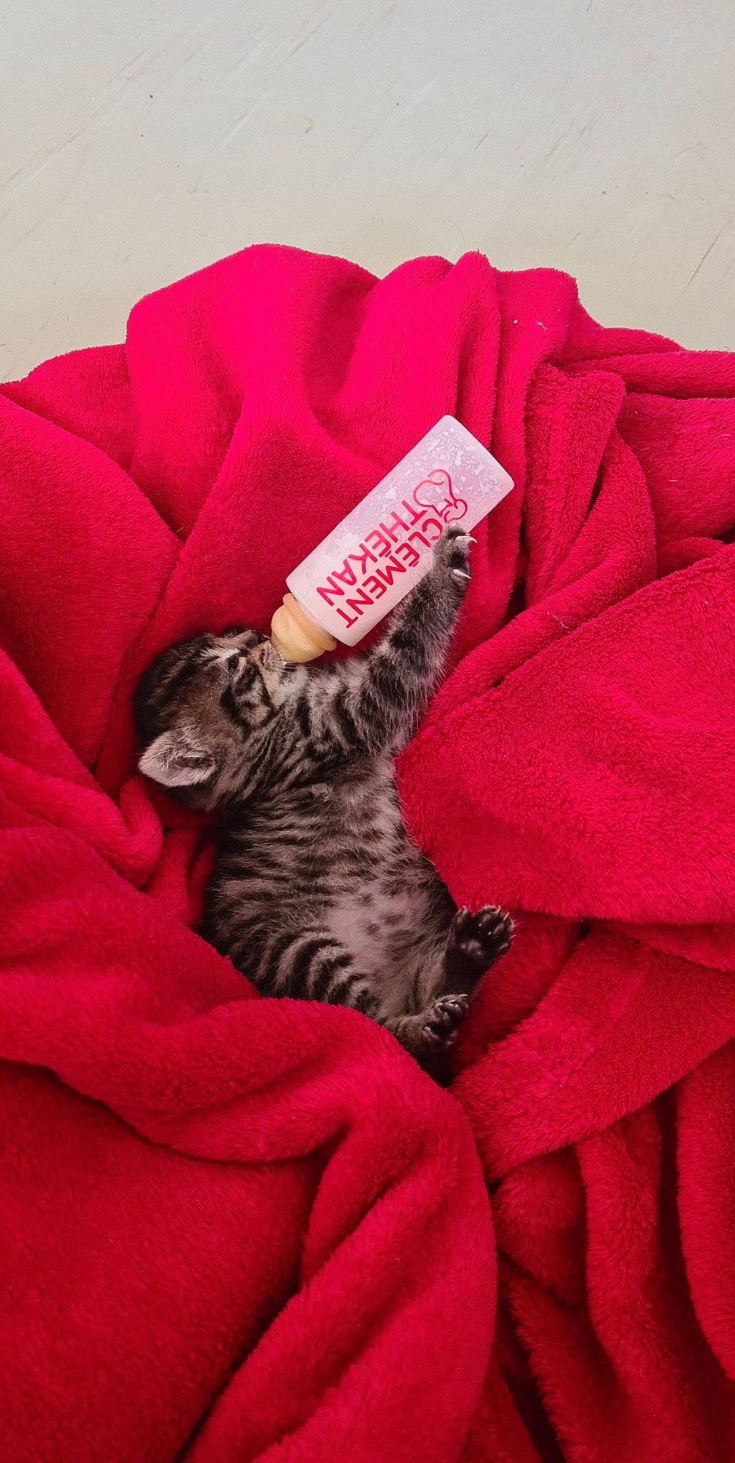 Barbouille a rejoint le concours — aidez-le/la à gagner de superbes lots ! baby_toddler_clothing, carnivore, comfort, companion_dog, couch, dog, dog_breed, dog_supply, fawn, felidae, font, grey, linens, magenta, pillow, pink, sleeve, sportswear, textile, whiskers