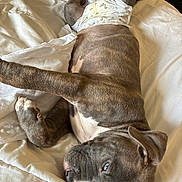 Blue is registered to the contest to win money with this photo: puppy, dog, diaper, bed, white_bedspread, lying_down, pet, domestic_animal, fur, cute, relaxed, indoor, young_dog, paw, ears, snout, animal, sleepy, cozy, resting