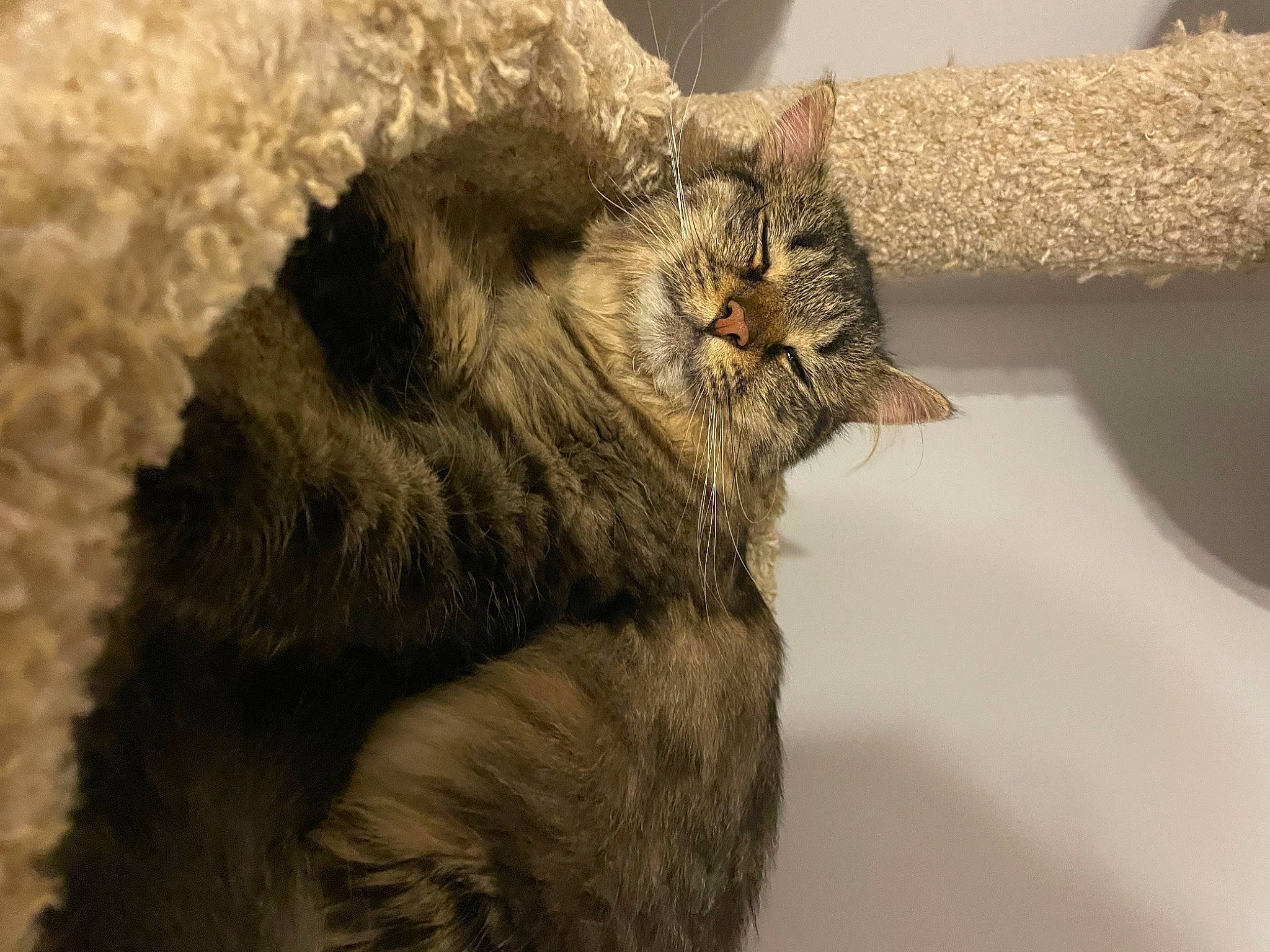 Maya is registered to the contest to win money with this photo: carnivore, cat, claw, comfort, domestic_short_haired_cat, ear, felidae, fur, natural_material, paw, small_to_medium_sized_cats, snout, tail, terrestrial_animal, whiskers