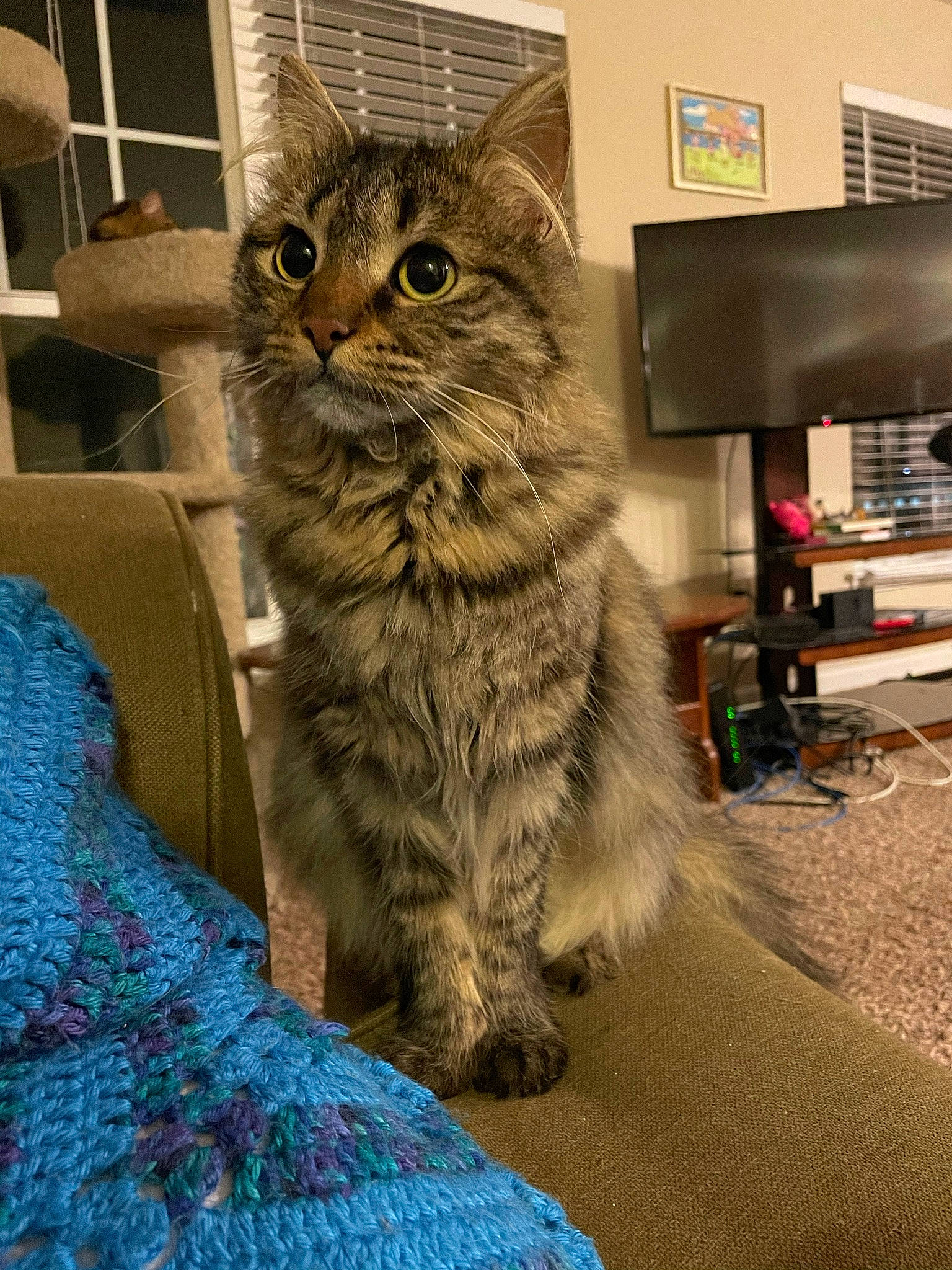 Maya is registered to the contest to win money with this photo: box, carnivore, cat, claw, domestic_short_haired_cat, felidae, flooring, fur, maine_coon, paw, sitting, small_to_medium_sized_cats, snout, tail, television, terrestrial_animal, whiskers, window