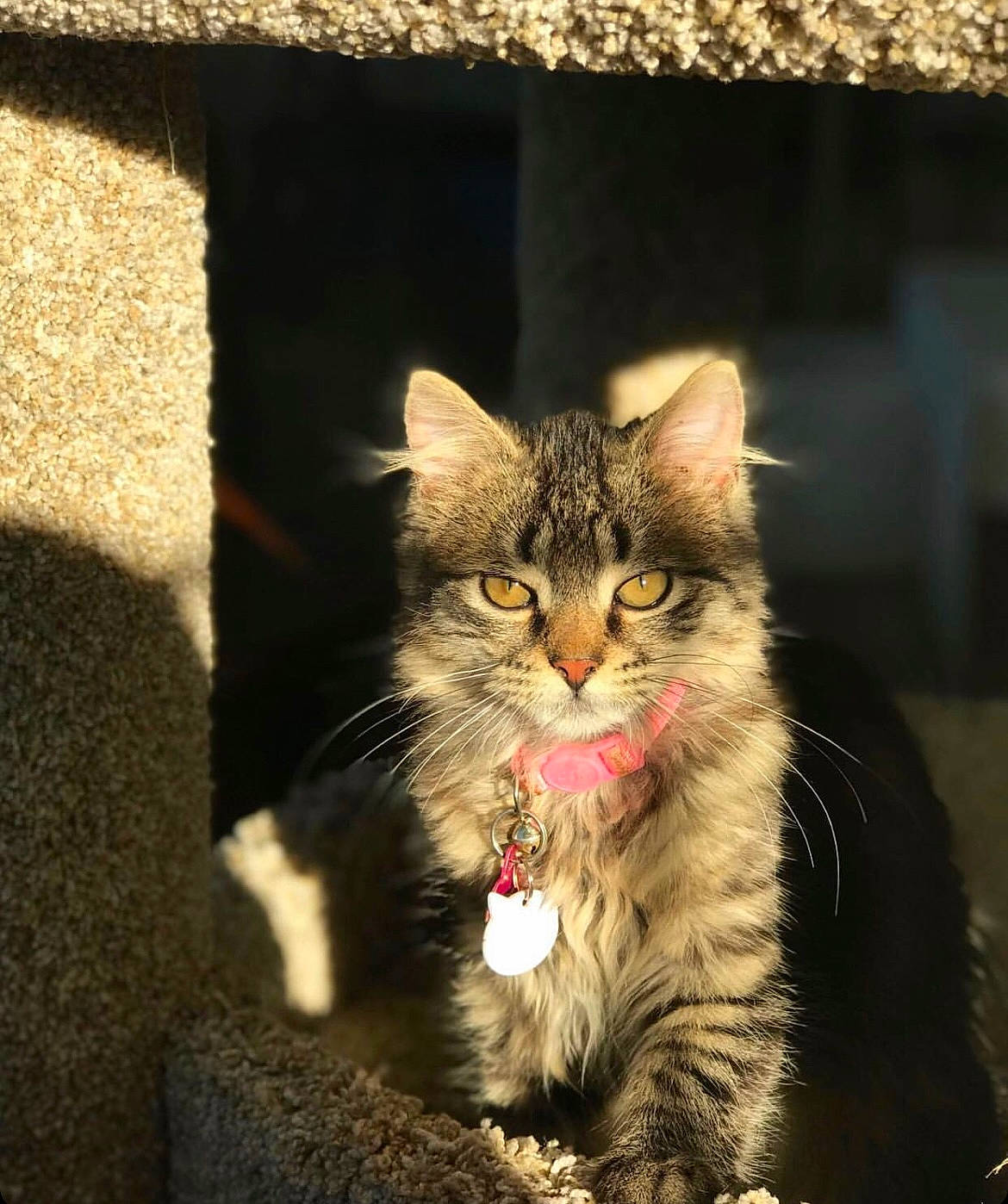 Maya joined the competition — help win amazing prizes! carnivore, cat, claw, domestic_short_haired_cat, eye, felidae, fur, grass, paw, photo_caption, plant, small_to_medium_sized_cats, snout, terrestrial_animal, tree, whiskers, wildlife, window