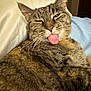 cat, tabby, tongue_out, winking, close_up, feline, fur, whiskers, relaxed, indoor, pet, cute, playful, resting, cozy, animal, mammal, sleepy, domestic_cat, soft