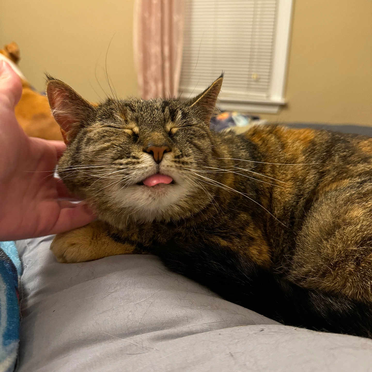 Murmur joined the competition — help win amazing prizes! bed, bedroom, blind, cat, comfort, cozy, curtain, cute, domestic_animal, fur, hand, indoor, pet, relaxed, scratching, sleepy, tabby, tongue_out, whiskers, window