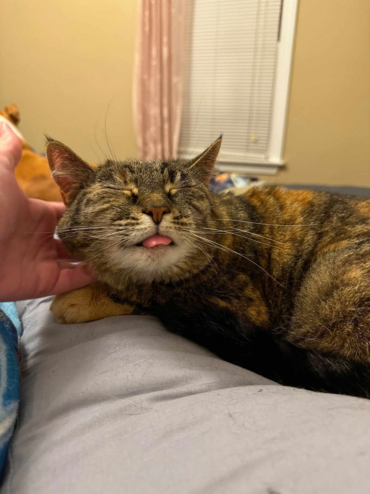 Murmur joined the competition — help win amazing prizes! cat, tabby, pet, indoor, bedroom, window, blind, hand, scratching, tongue_out, fur, relaxed, sleepy, domestic_animal, cozy, cute, whiskers, bed, curtain, comfort