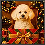 adorable, animal, background, bokeh, box, celebration, christmas_lights, christmas_tree, cute, decorations, dog, festive, fluffy, gift_box, gold_ribbon, holiday, indoor, pet, present, white_dog