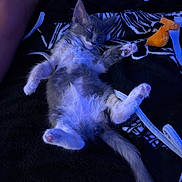 Brielle is registered to the contest to win money with this photo: animal, black, blanket, cat, cozy, cute, fur, furry, gray, indoor, kitten, paw, pet, relaxed, resting, sleeping, small, soft, toy, white
