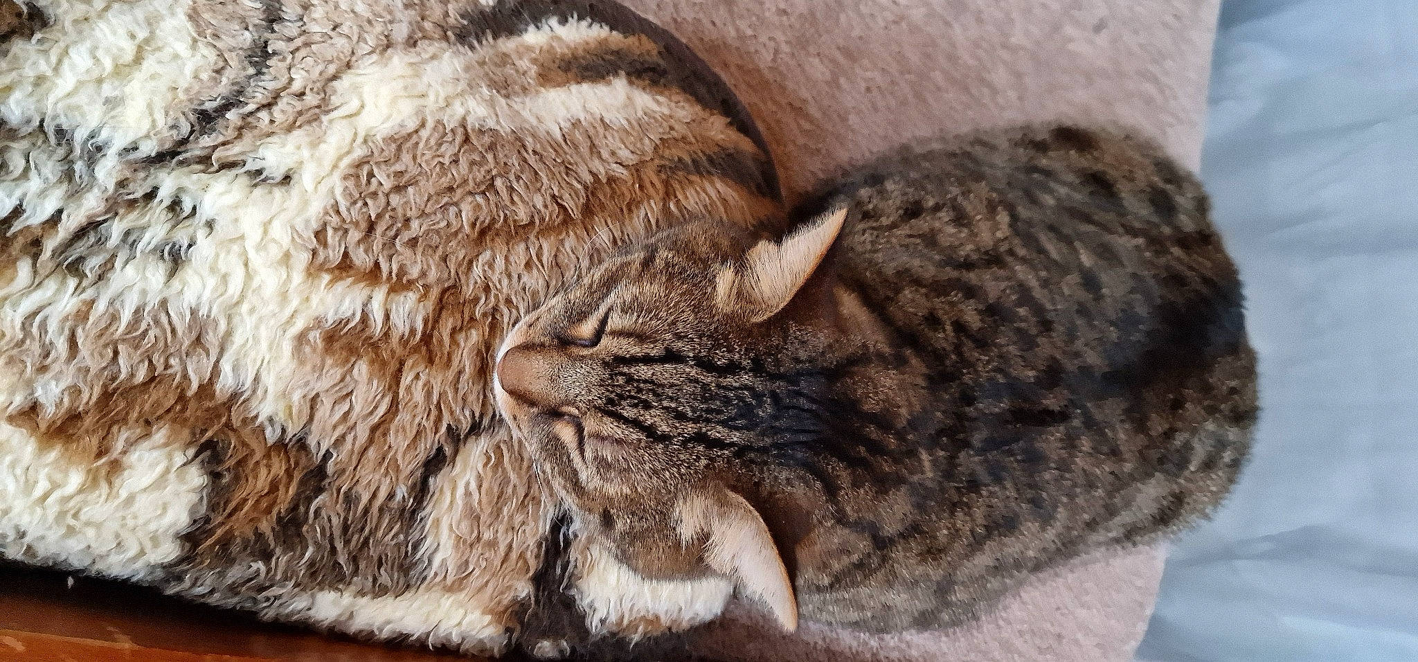 Jack participe au concours pour gagner de l'argent avec cette photo : carnivore, cat, claw, close_up, comfort, domestic_short_haired_cat, fawn, felidae, fur, nap, paw, sleep, small_to_medium_sized_cats, snout, tail, terrestrial_animal, whiskers, wildlife, wood