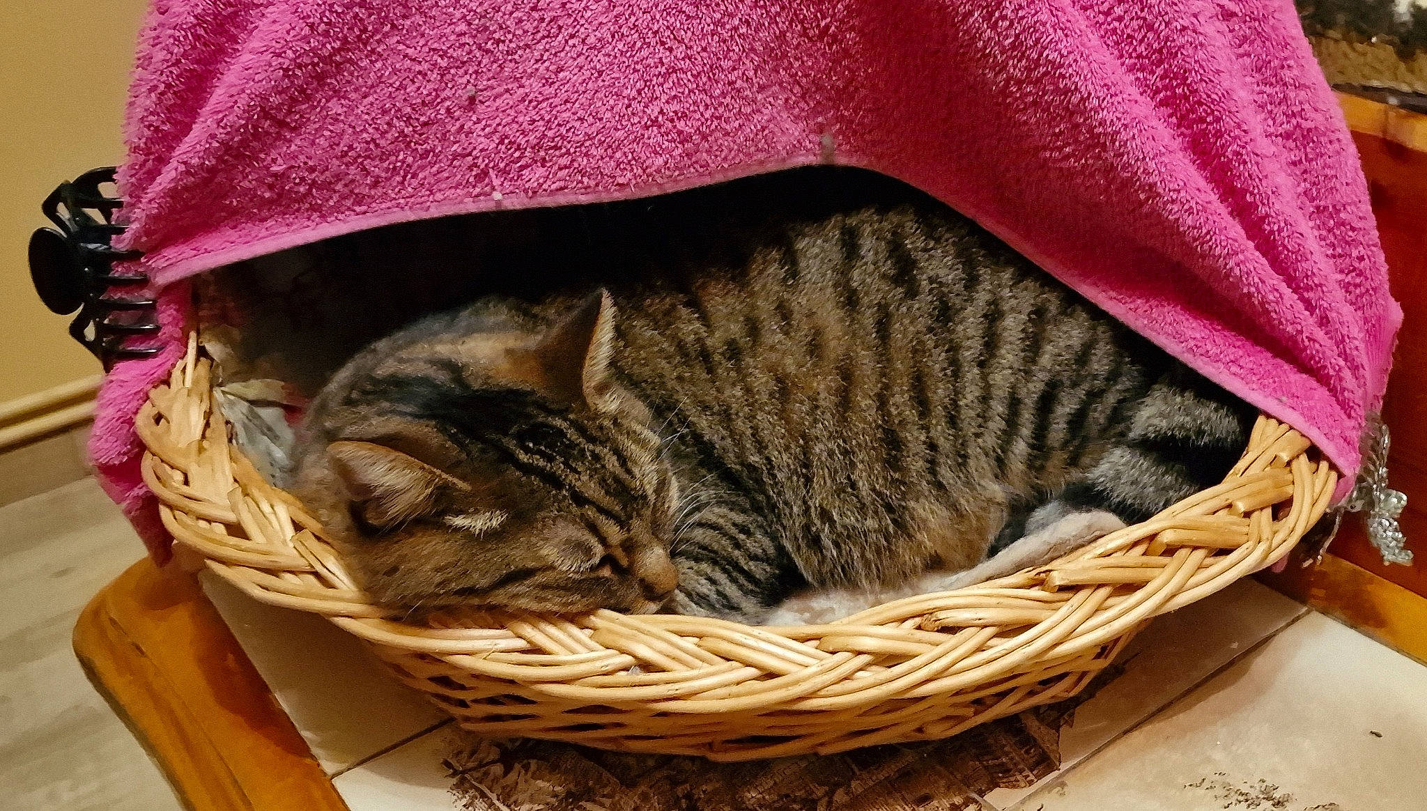 Jack a rejoint le concours — aidez-le/la à gagner de superbes lots ! basket, carnivore, cat, comfort, domestic_short_haired_cat, felidae, fur, grass, hat, magenta, mammal, pattern, sleeve, small_to_medium_sized_cats, tail, thread, vertebrate, whiskers, wicker, wood