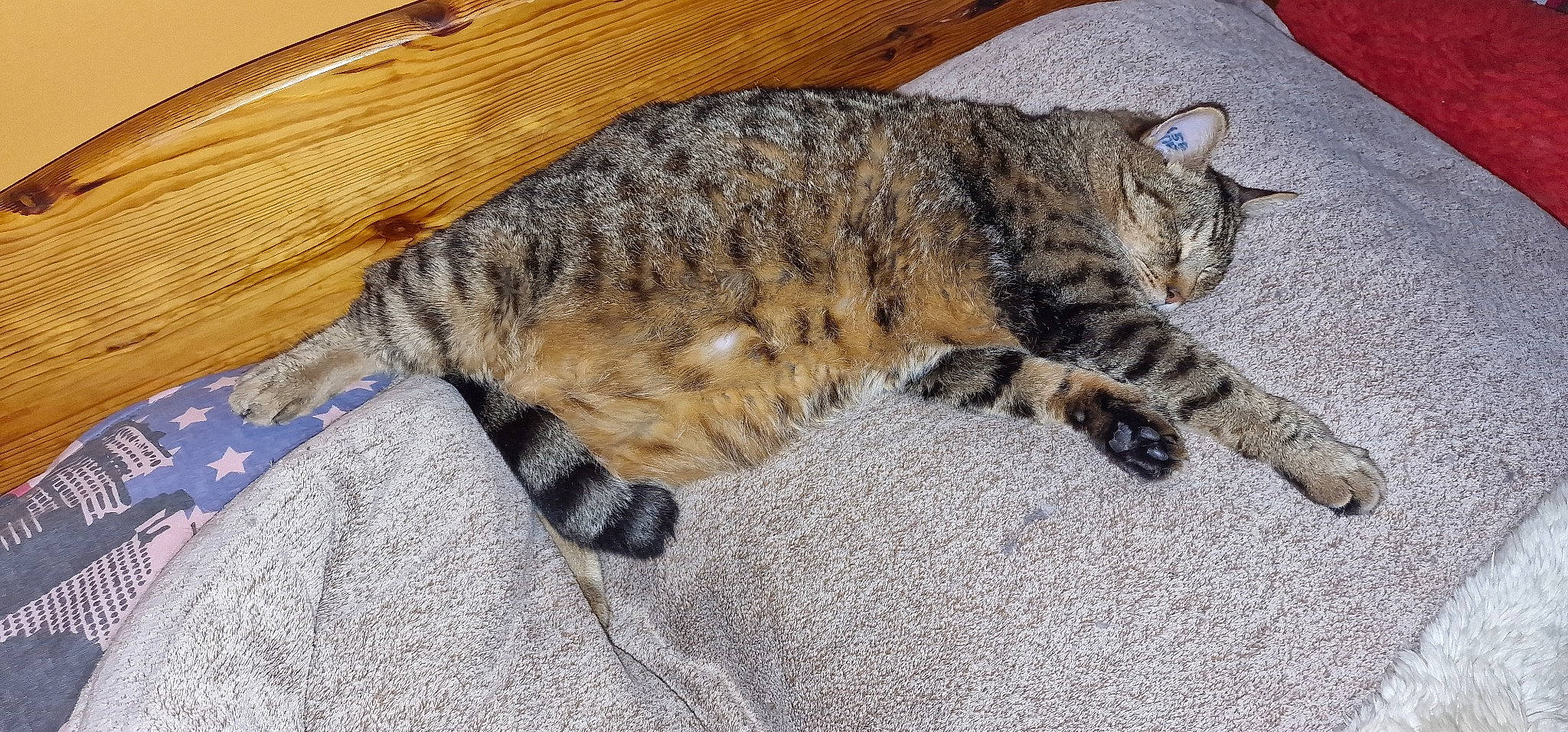 Jack a rejoint le concours — aidez-le/la à gagner de superbes lots ! carnivore, cat, claw, comfort, domestic_short_haired_cat, felidae, fur, nap, paw, small_to_medium_sized_cats, snout, tail, terrestrial_animal, whiskers, wildlife, wood