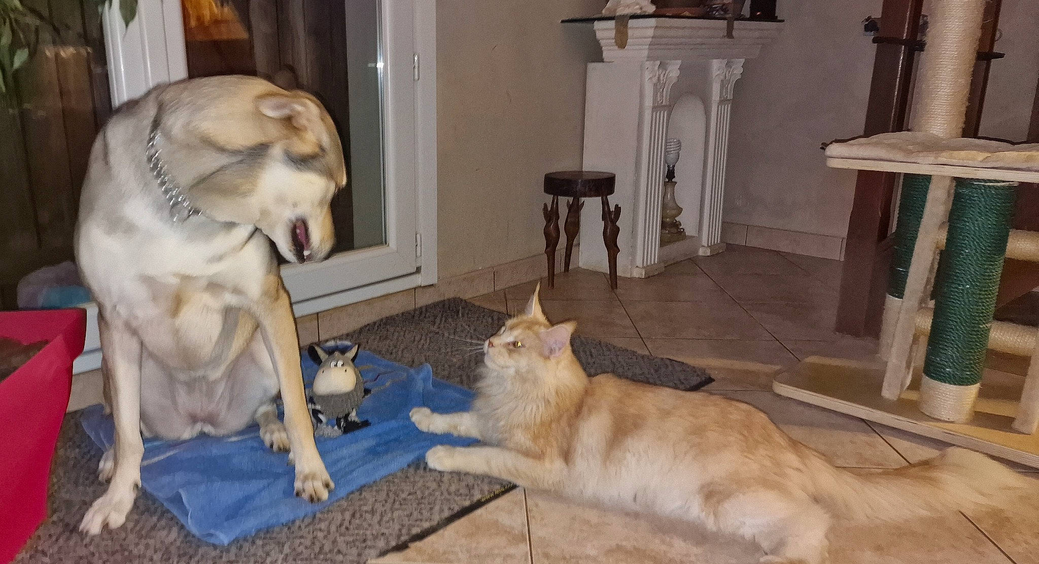 Phoebe Et Palkia participe au concours pour gagner de l'argent avec cette photo : carnivore, cat, chair, comfort, companion_dog, dog, dog_breed, fawn, felidae, floor, flooring, fur, hardwood, mammal, pet_supply, small_to_medium_sized_cats, tail, vertebrate, whiskers, wood