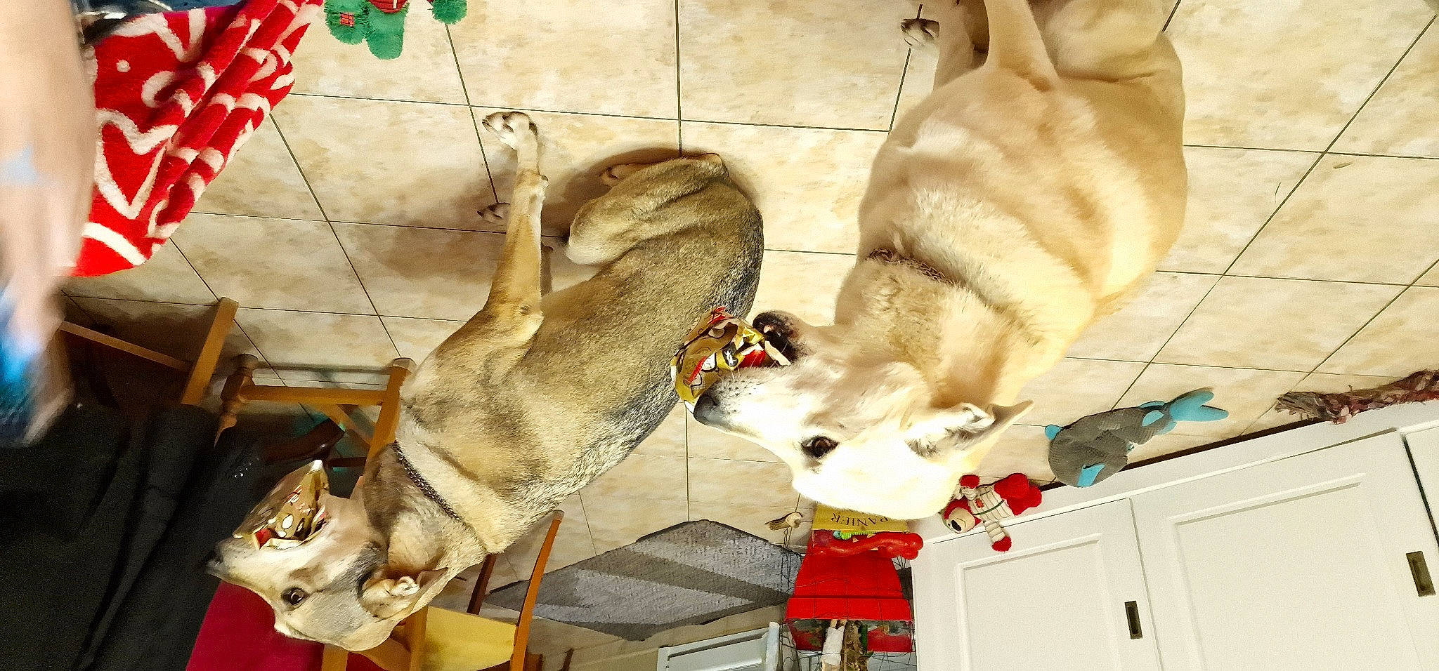 Phoebe Et Palkia participe au concours pour gagner de l'argent avec cette photo : ancient_dog_breeds, cabinetry, canidae, carnivore, cat, collar, companion_dog, dog, dog_breed, fawn, felidae, fur, mammal, paw, small_to_medium_sized_cats, snapshot, sporting_group, tail, vertebrate, working_animal