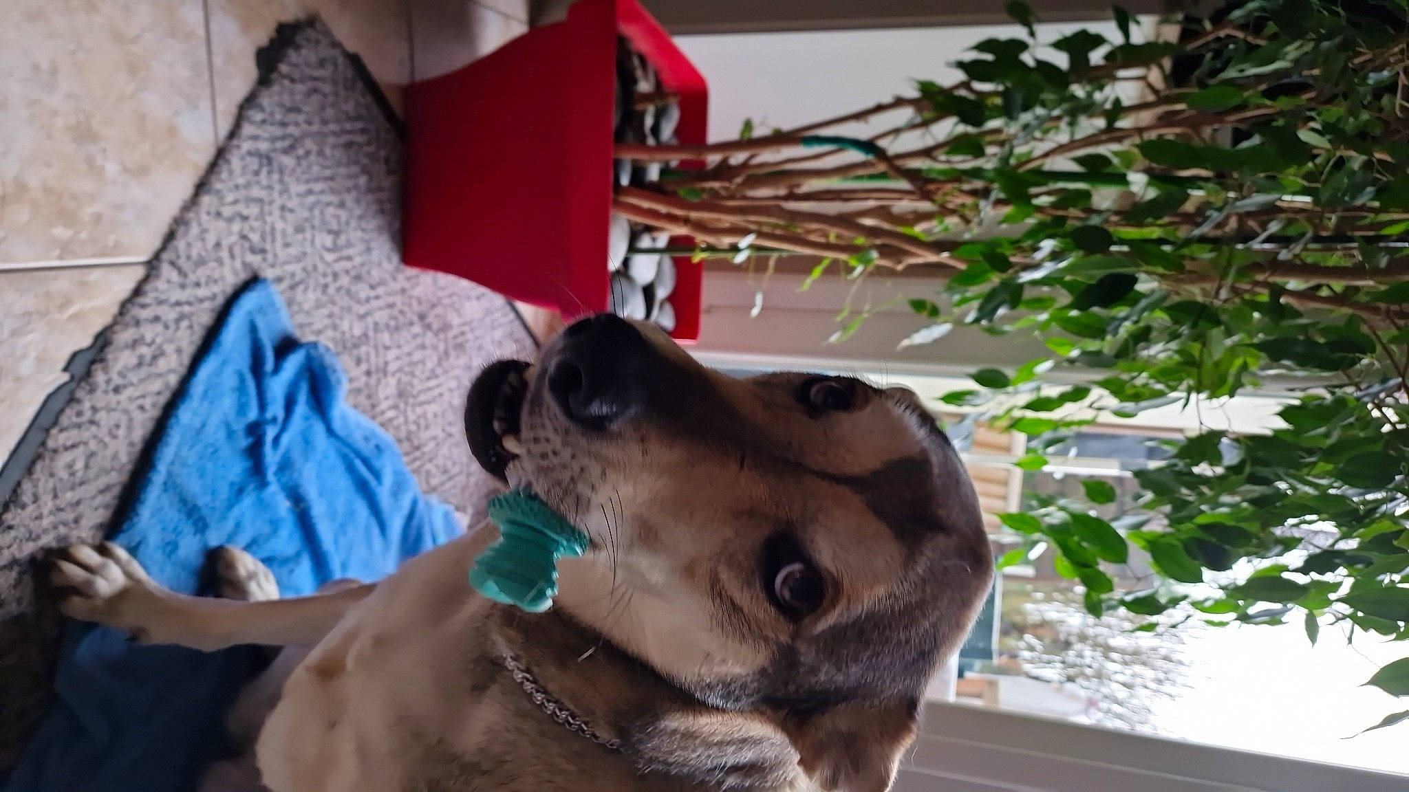 Phoebe Et Palkia a rejoint le concours — aidez-le/la à gagner de superbes lots ! canidae, carnivore, collar, companion_dog, dog, dog_breed, dog_collar, dog_supply, ear, fawn, guard_dog, leash, pet_supply, plant, retriever, snout, sporting_group, whiskers, working_animal, working_dog