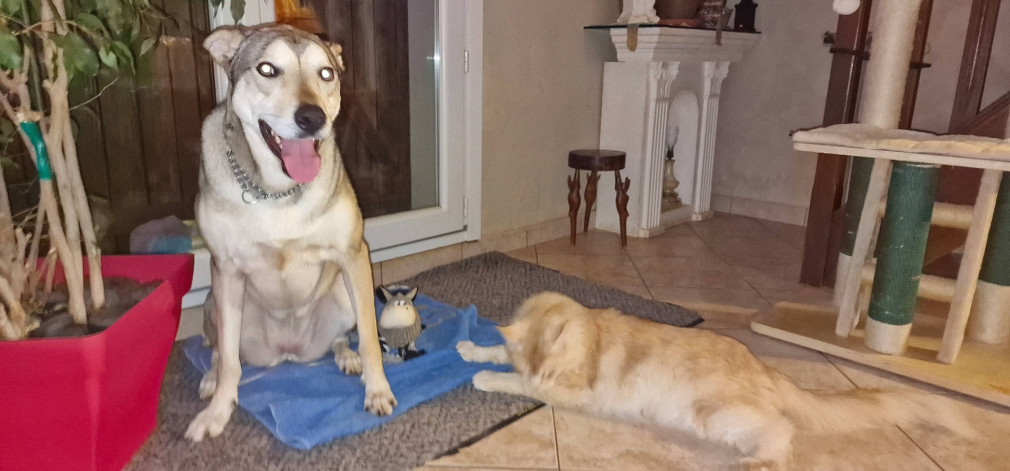 Phoebe Et Palkia a rejoint le concours — aidez-le/la à gagner de superbes lots ! canidae, carnivore, chair, collar, companion_dog, dog, dog_breed, dog_collar, dog_supply, fawn, floor, flooring, fur, hardwood, paw, pet_supply, sporting_group, table, tail, wood