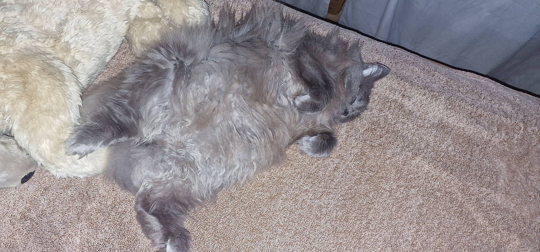 Paméla participe au concours pour gagner de l'argent avec cette photo : british_longhair, canidae, carnivore, cat, claw, comfort, dog_breed, fawn, felidae, flooring, foot, fur, grey, natural_material, paw, small_to_medium_sized_cats, sporting_group, tail, terrestrial_animal, whiskers