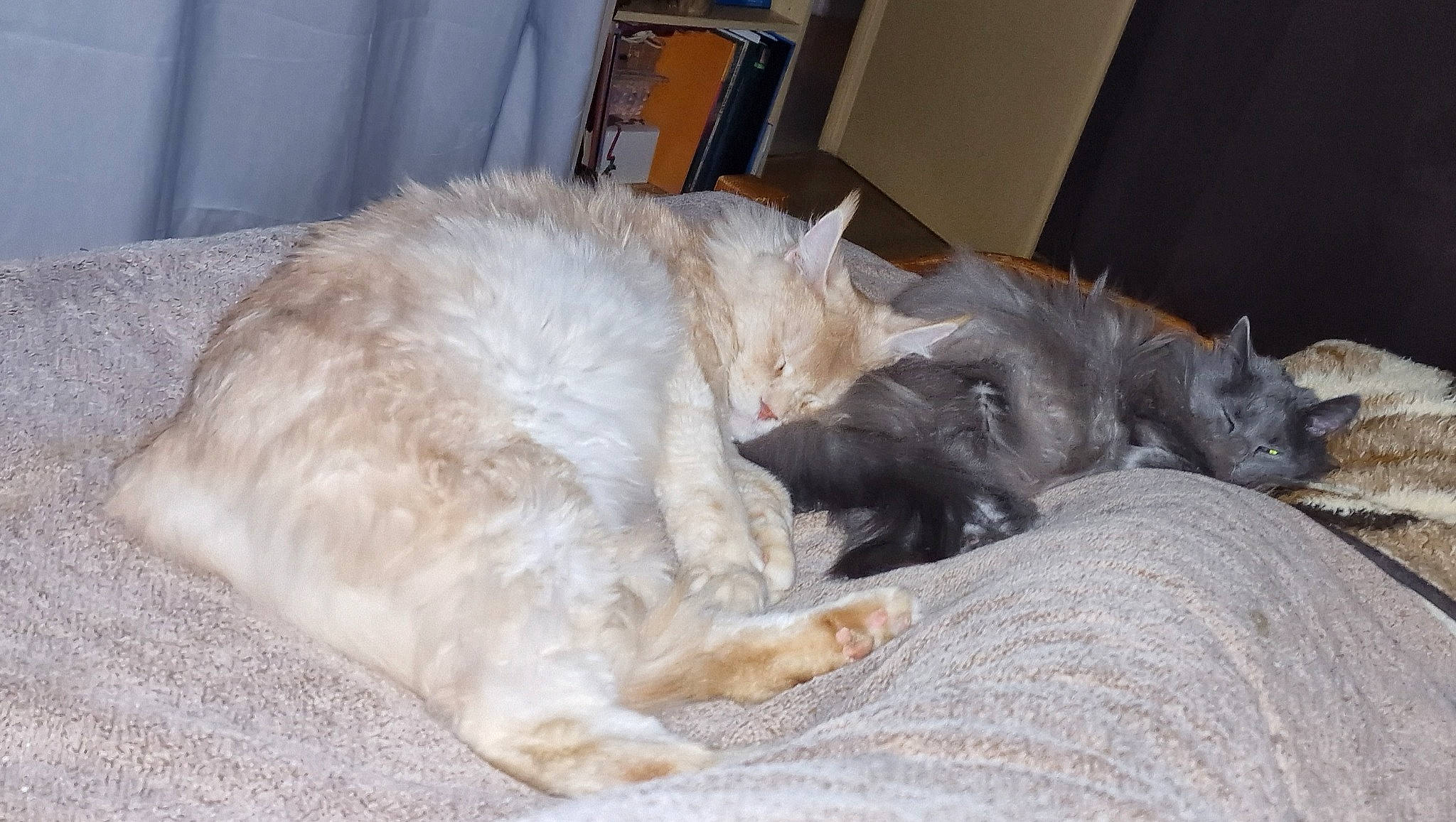 Paméla participe au concours pour gagner de l'argent avec cette photo : bed, canidae, carnivore, cat, claw, comfort, companion_dog, dog_breed, fawn, felidae, fur, nap, paw, selkirk_rex, sleep, small_to_medium_sized_cats, sporting_group, tail, terrestrial_animal, whiskers