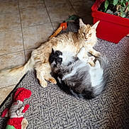 Zen participe au concours pour gagner de l'argent avec cette photo : cat, cats, fluffy, snuggling, cuddle, rug, indoor, pet, animal, feline, plant_pot, toy, floor, tile, cozy, resting, domestic, cute, companionship, relaxation