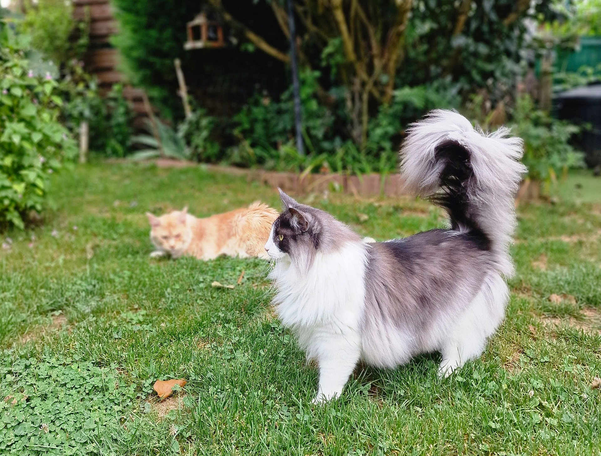 Zen participe au concours pour gagner de l'argent avec cette photo : cat, cats, fluffy, gray_cat, ginger_cat, grass, garden, outdoor, nature, pet, animal, feline, tail_up, greenery, plants, relaxed, sunny, daylight, two_animals, domestic_animal
