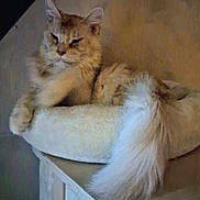 Grinch a rejoint le concours — aidez-le/la à gagner de superbes lots ! cat, fluffy, pet, animal, feline, tail, relaxed, indoor, perch, resting, cozy, fur, mammal, cute, domestic, whiskers, ears, paw, sleepy, comfortable