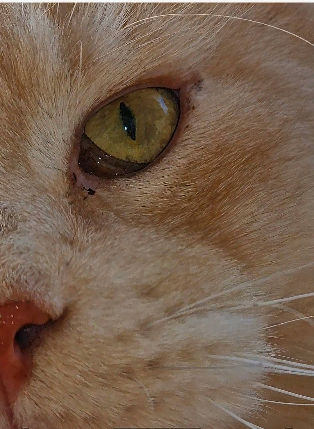 Grinch a rejoint le concours — aidez-le/la à gagner de superbes lots ! carnivore, cat, domestic_short_haired_cat, ear, eye, eyelash, fawn, felidae, fur, human_body, liver, no_expression, small_to_medium_sized_cats, snout, terrestrial_animal, whiskers